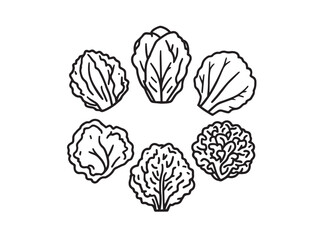 Organic Lettuce line style illustration bundle