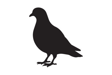 Fototapeta premium Pigeon