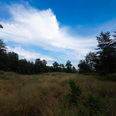 Fototapeta premium Landscape pine forest and beautiful sky. Field and forest. Clouds in the sky against the background of a pine forest. Natural landscape.
