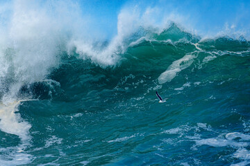 Kelp Gull (Larus dominicanus) flying amongst powerful ocean waves crashing onto the Hermanus shoreline after a dramatic winter storm.  Whale Coast, Overberg, Western Cape, South Africa.