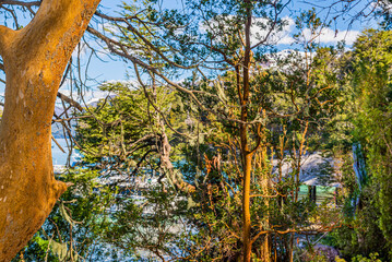 Myrtle forest, Bailoche, Nuequen, Patagonia, Argentina