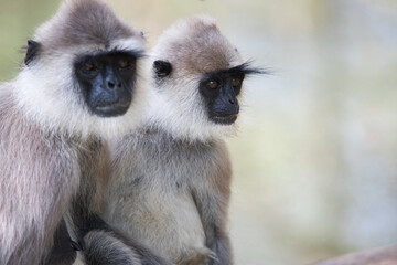 Fototapeta premium Monkeys in Sri Lanka perch on trees and walls, alert and playful, surrounded by lush greenery and tropical sunlight.
