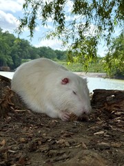 Portrait of a white nutria eating cereal bran in a Ukrainian zoological reserve