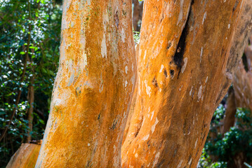 Myrtle forest, Bailoche, Nuequen, Patagonia, Argentina