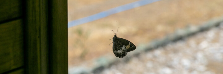 Ethereal butterfly suspended mid-flight beside rustic cabin, echoing whispers of Moth Night and Secret Doorway Day