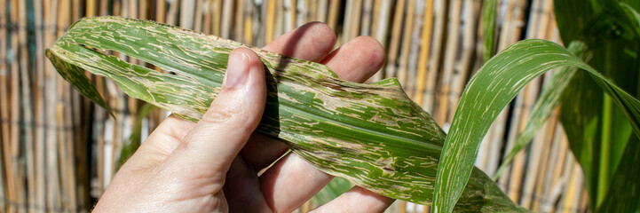 Hand holding weathered corn leaf, chronicles autumnal decay, agrarian mystery, reminiscent of...