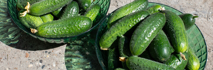 Rugged cucumbers bask in sunlight's embrace, evoking the spirit of Tsukemono Day and National...