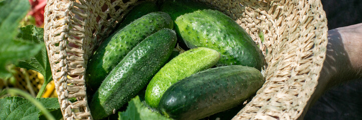 Crisp cucumbers nestled in a woven hat evoke summer harvest, echoing Pickle Day zest and Cucurbitaceae folklore charm
