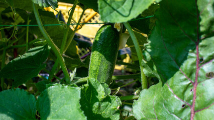 Obraz premium Verdant cucumber snoozing under leafy canopies, whispers of harvest festival delights, glimpses of midsummer green rituals in garden sanctuaries