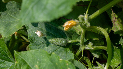 Young cucumber nestled in lush leaves, evoking earthy tones of Lammas harvest, symbolizing...