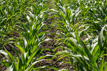 Obraz premium Lush rows of verdant corn, whispering secrets of growth and rebirth, celebrate Lammas and Indigenous Seed Gathering