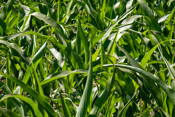 Verdant cornfield whispers in the midsummer breeze, celebrating Lammas harvest lore and Green Corn Ceremony traditions