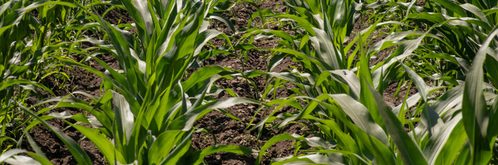 Sun-dappled rows of verdant corn stretch under a patchwork quilt sky, celebrating Lammas and Harvest Moon traditions