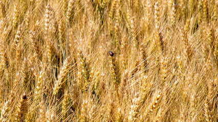 Fototapeta premium Golden wheat field whispers under the sun, evoking Lammas celebrations, rustic harvest rituals, and agrarian abundance