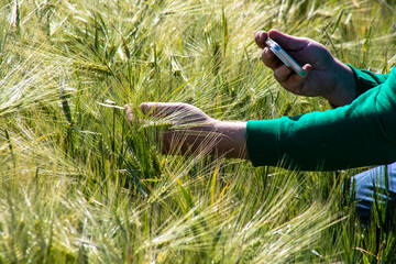 Gently grasping golden barley, a farmer's European male hands signal agrarian nostalgia,...