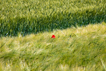 Lonely crimson poppy sways amidst verdant barley sea, evoking rural tranquility, Earth Day renewal,...