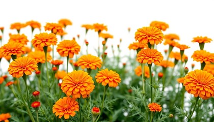 Vibrant orange marigolds in a field, isolated on white; floral corner border , blossom, design element
