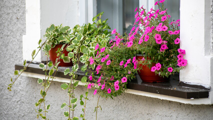 Floral symphony on rustic sill, pink petunias and creeping vines, heralding Earth Day's verdant whispers, sustainable home oasis
