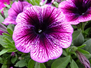 Colorful petunia flower close up in the garden. The Petunia Hydbirds popular flower