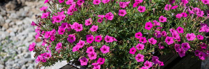 Blossoming magenta petunias burst with exuberant vitality, perfect for Beltane festivities or...