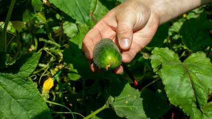A sunlit hand harvests a bumpy cucumber amidst verdant foliage, evoking Green Corn Ceremony vibes,...