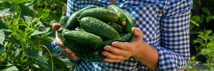 A plaid-clad gardener cradles emerald cucumbers, heralding a bountiful harvest; perfect for...