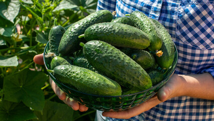 Rugged green cucumbers nestled in a woven basket, echoing the thrill of Pickle Day and Urban...