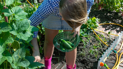 A Caucasian woman in pink boots harvests vibrant cucumbers, evoking Green Corn Ceremony vibes with an eco-conscious flair