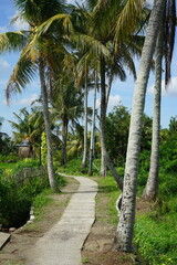 Obraz premium path with palm trees