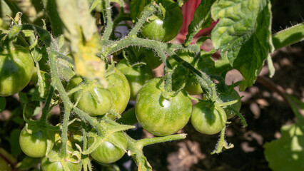 Vibrant unripe tomatoes basking under midsummer sun, whispering secrets of harvest festivals and...
