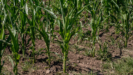 Corn stalks whisper in the sunlit breeze, a green symphony heralding Lammas, nodding to agrarian abundance rituals