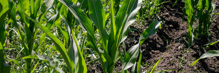 Verdant corn stalks dance under the sun's gaze; earth's emerald soldiers celebrate Lammas harvest,...