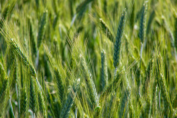 Lush emerald wheat stalks sway under a gentle zephyr, emblematic of Lammas rituals and Green Corn...