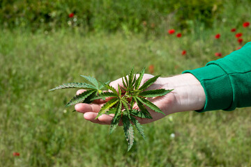 A hand tenderly cradles verdant cannabis leaves, embracing Herbalist Day's quiet tranquility and the mysterious allure of plant rituals