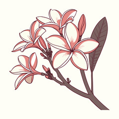 Plumeria Flower Branch Illustration