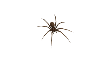 a-large-spider-isolated on white background, png, ai generated.