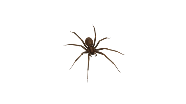 a-large-spider-isolated on white background, png, ai generated.