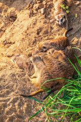 A group of cute meerkats. Meerkat Family are sunbathing.