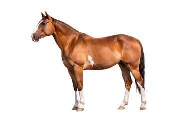 Obraz premium quarter-horse-isolated-on-white-background, png, ai generated.