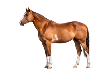  quarter-horse-isolated-on-white-background, png, ai generated.