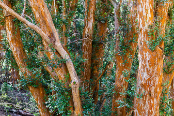 Myrtle forest, Bailoche, Nuequen, Patagonia, Argentina