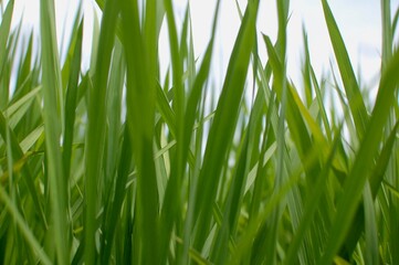 田んぼで伸びるぐんぐん若いイネ