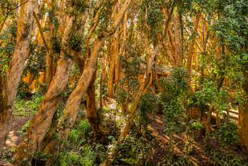 Myrtle forest, Bailoche, Nuequen, Patagonia, Argentina