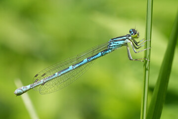 Closeup on a blue male Dainty damselfly, Coenagrion scitulum perched in green vegetation