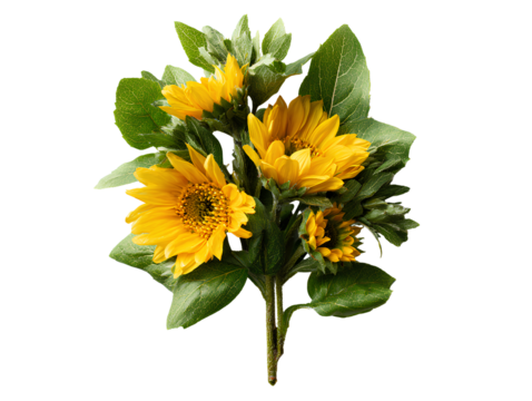 Top Down View of Sunflower Bouquet with Green Leaves Overhead Composition Transparent Background
