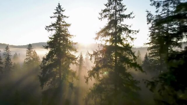 Misty morning light filters through a serene pine forest, painting the landscape in shades of green and blue