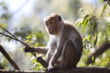 Monkeys in Sri Lanka perch on trees and walls, alert and playful, surrounded by lush greenery and tropical sunlight.