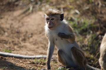 Monkeys in Sri Lanka perch on trees and walls, alert and playful, surrounded by lush greenery and tropical sunlight.