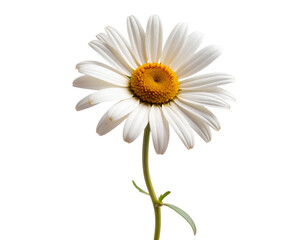Naklejka premium Wilted Daisy with Browning Petals and Bent Stem, isolated on transparent background