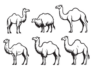 camel vector line illustration